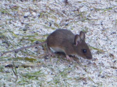 Image of wood mouse, long-tailed field mouse