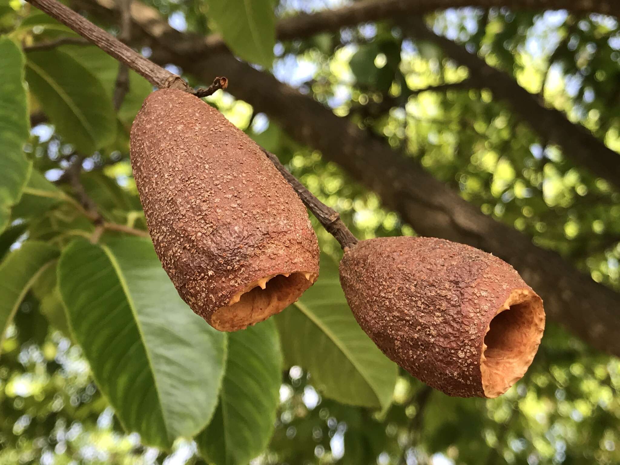 Sivun Cariniana estrellensis (Raddi) Kuntze kuva