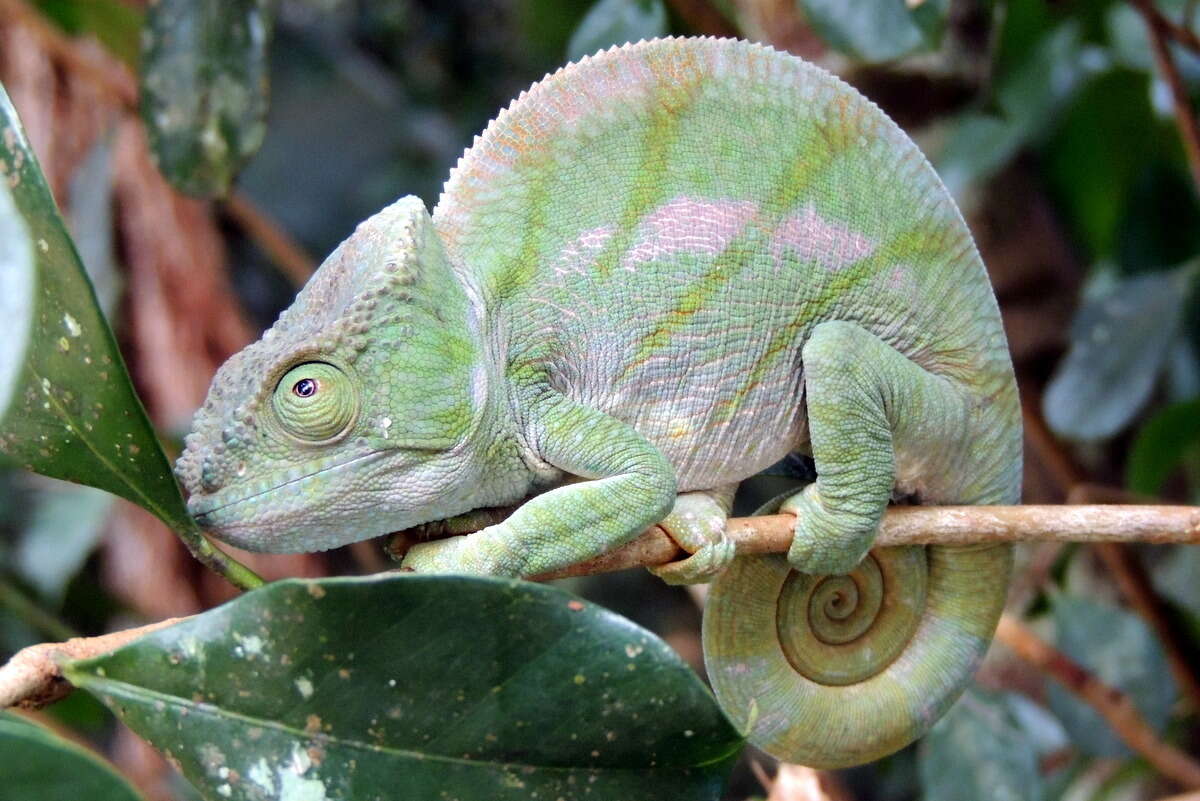 Image of Parson’s chameleon