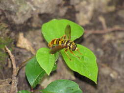 Image of Yellowjacket Hover Fly