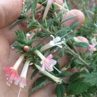 Image of Loeselia mexicana (Lam.) Brand