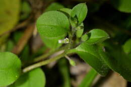 Imagem de Myosotis spathulata Forst. fil.