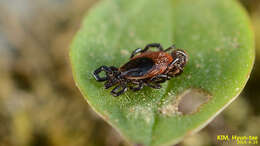 Image of Ixodes nipponensis Kitaoka & Saito 1967