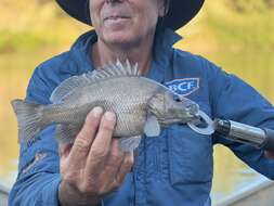 Image of Black bream