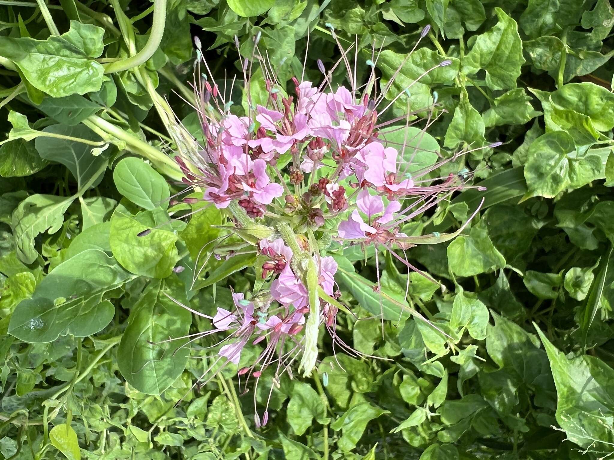 Imagem de Polanisia dodecandra subsp. riograndensis Iltis