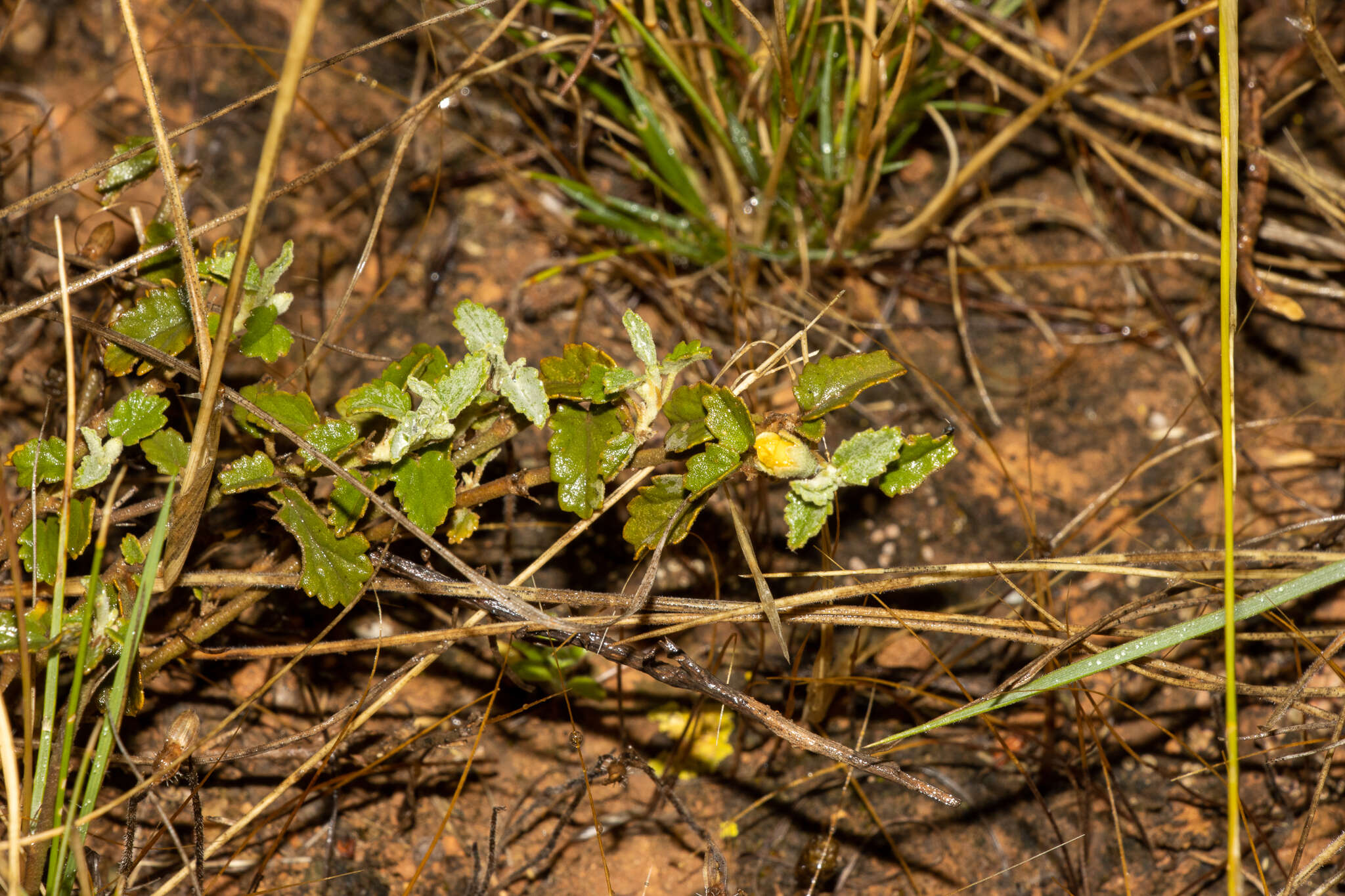 Image of Sida corrugata Lindl.