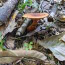 Слика од Lactarius badiopallescens Hesler & A. H. Sm. 1979