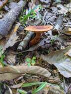 Слика од Lactarius badiopallescens Hesler & A. H. Sm. 1979