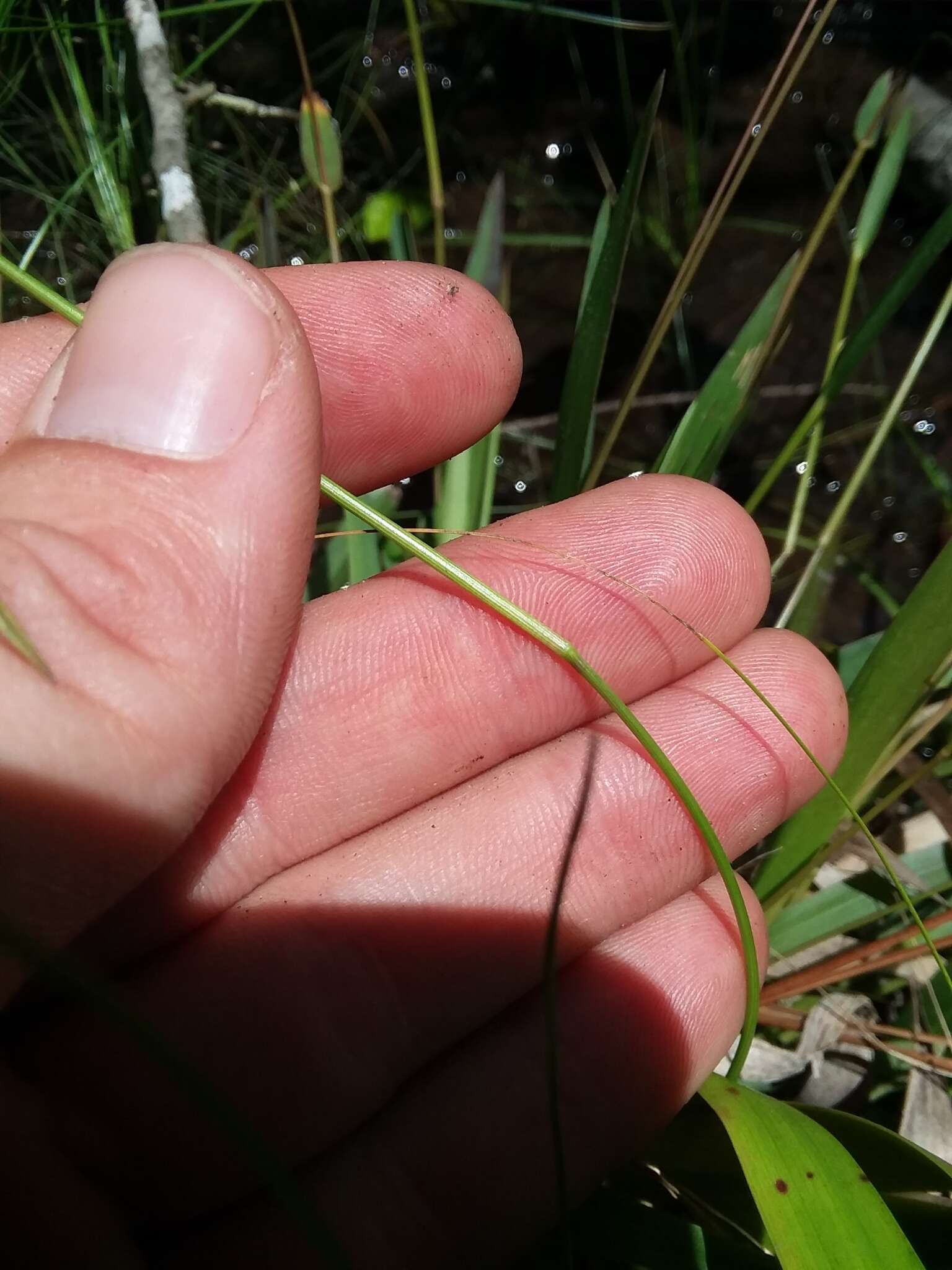 Panicum nudicaule Vasey resmi