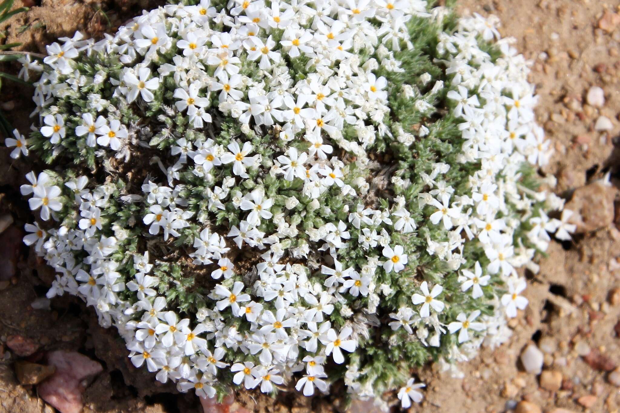 Imagem de Phlox hoodii subsp. muscoides (Nutt.) Wherry