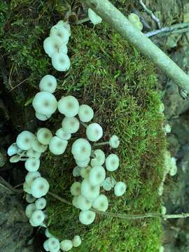 Image of Clitocybula abundans (Peck) Singer 1962