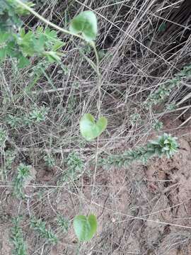 Image of Dioscorea humifusa Poepp.