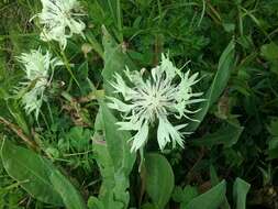 Centaurea cheiranthifolia Willd. resmi