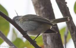 Image of Black-whiskered Vireo