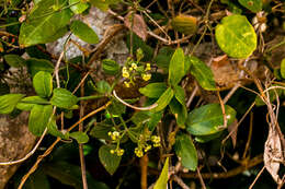 Plancia ëd Rubia cordifolia L.