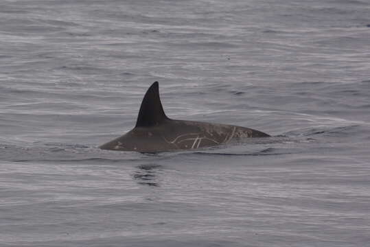 Image of Flatheaded Bottlenose Whale