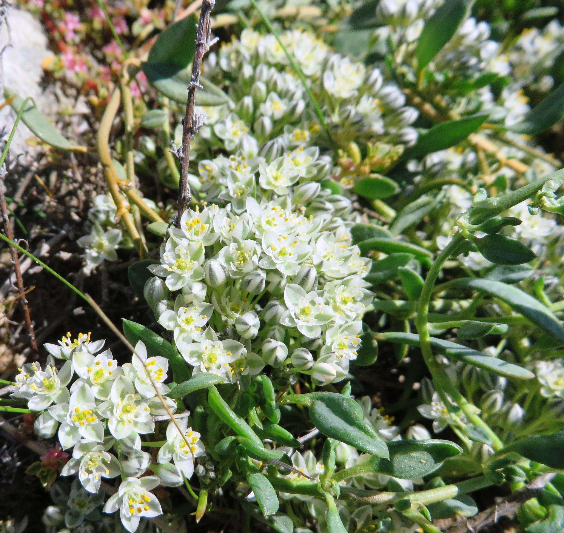 Image of Limeum africanum subsp. africanum