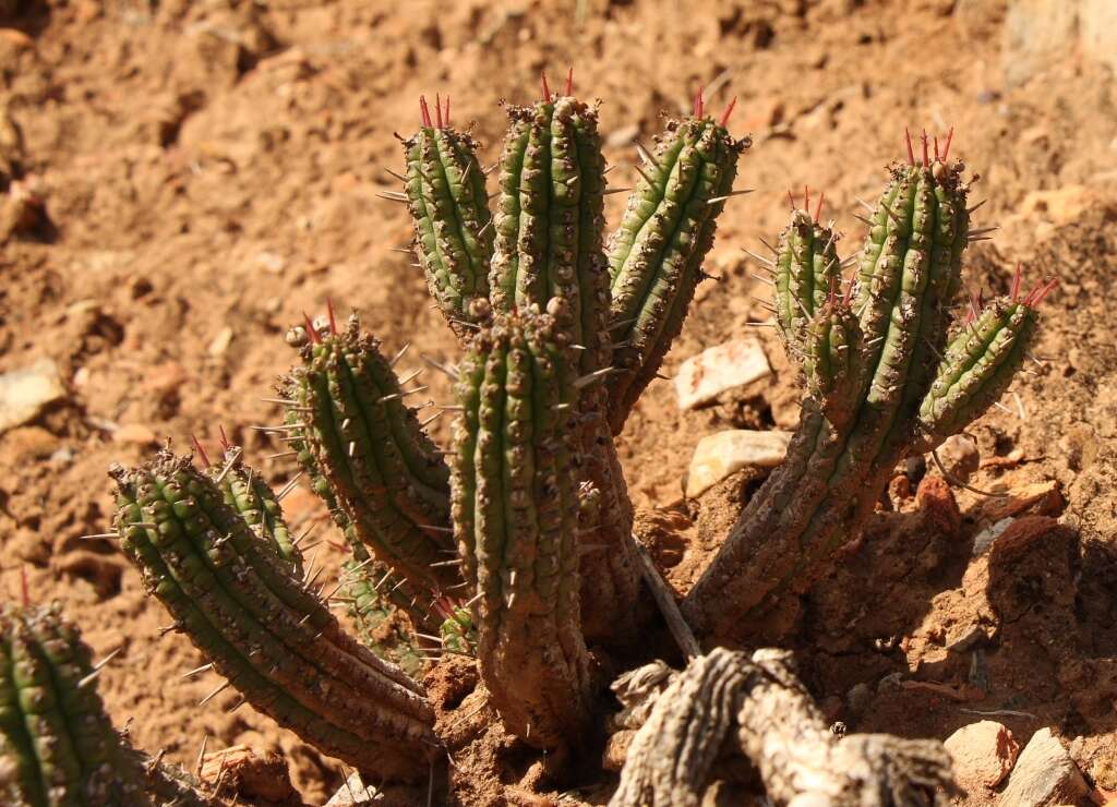 Слика од Euphorbia mammillaris L.