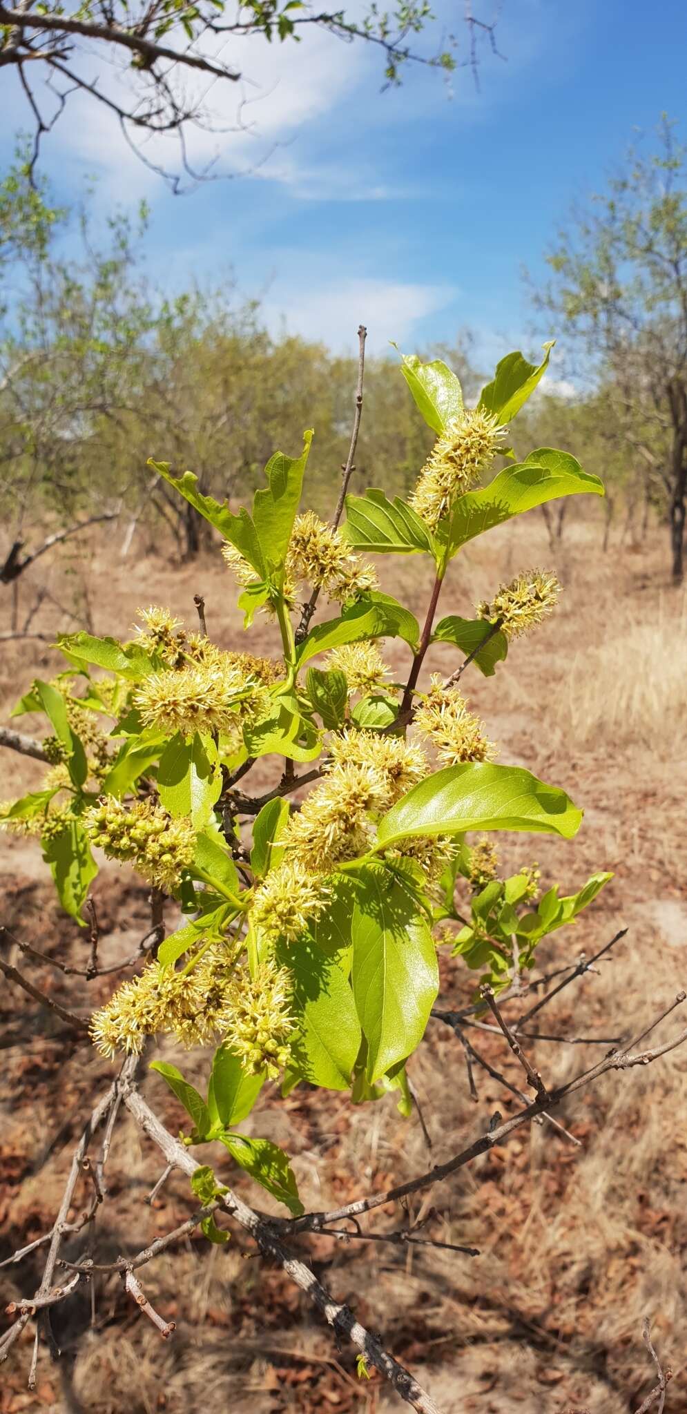 Imagem de Combretum apiculatum Sond.