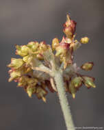 Image of frosted buckwheat