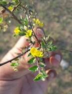 Image of Crotalaria filipes Benth.