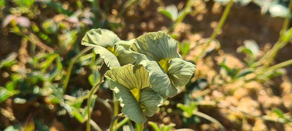 Image of Lotononis prostrata (L.) Benth.