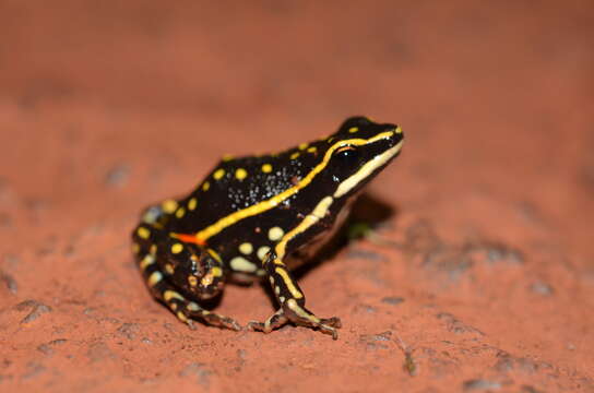 Image of Lutz's Poison Frog