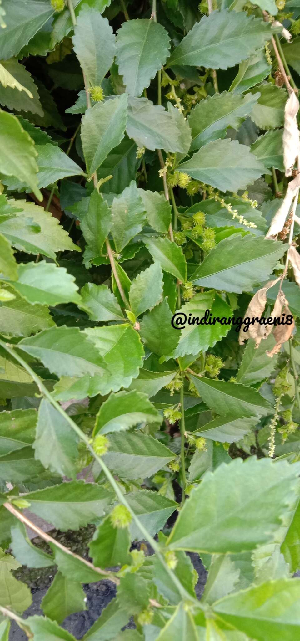 Image de Acalypha siamensis Oliv. ex Gage