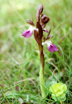 Image of Red Orchid