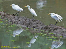 Image de Bubulcus ibis coromandus