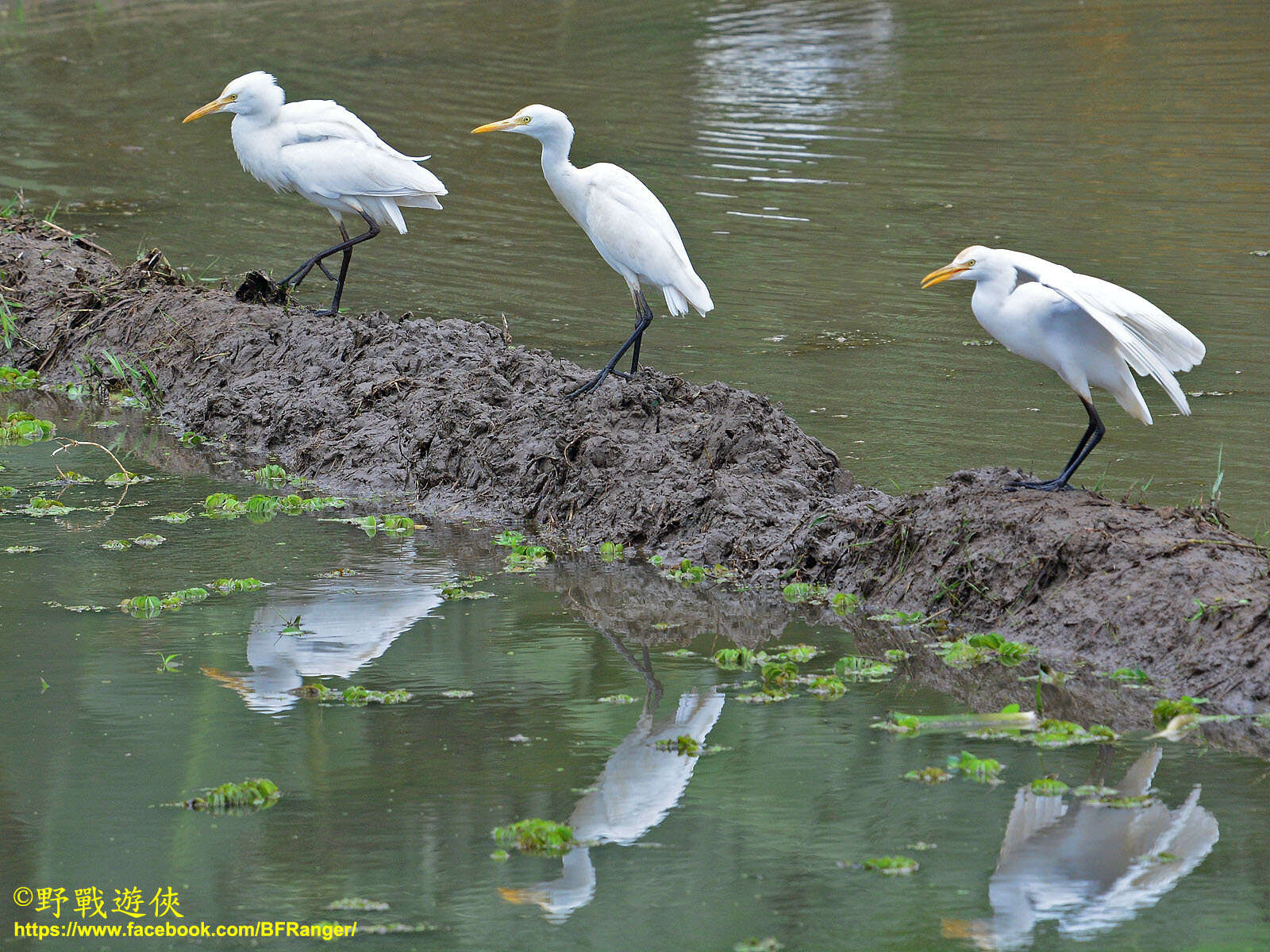 Image of Bubulcus ibis coromandus