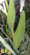 Image de Catananche lutea L.