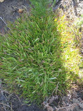 Imagem de Centella glabrata var. glabrata