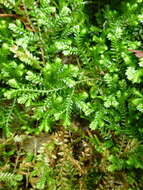 Image de Selaginella kraussiana (G. Kunze) A. Br.