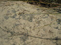 Image of Cumberland Sand-Reed