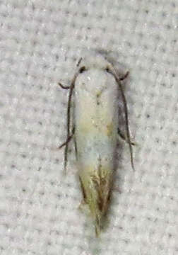 Image of Mea skinnerella (Dietz 1905)