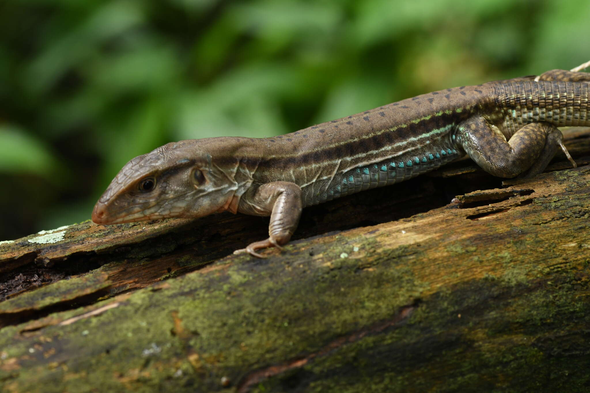 Image de Ameiva bifrontata Cope 1862