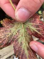 Image of White-pine blister rust