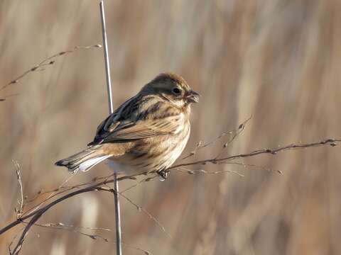 Image of Northern Reed Bunting