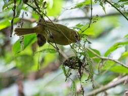 صورة Sphenopsis frontalis (Tschudi 1844)