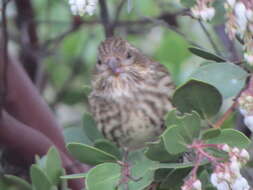 Image of Haemorhous purpureus californicus (Baird & SF 1858)