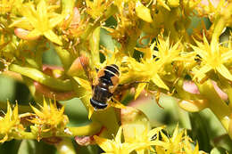 Image of Eristalis bogotensis Macquart 1842