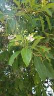 Image of Haitian catalpa