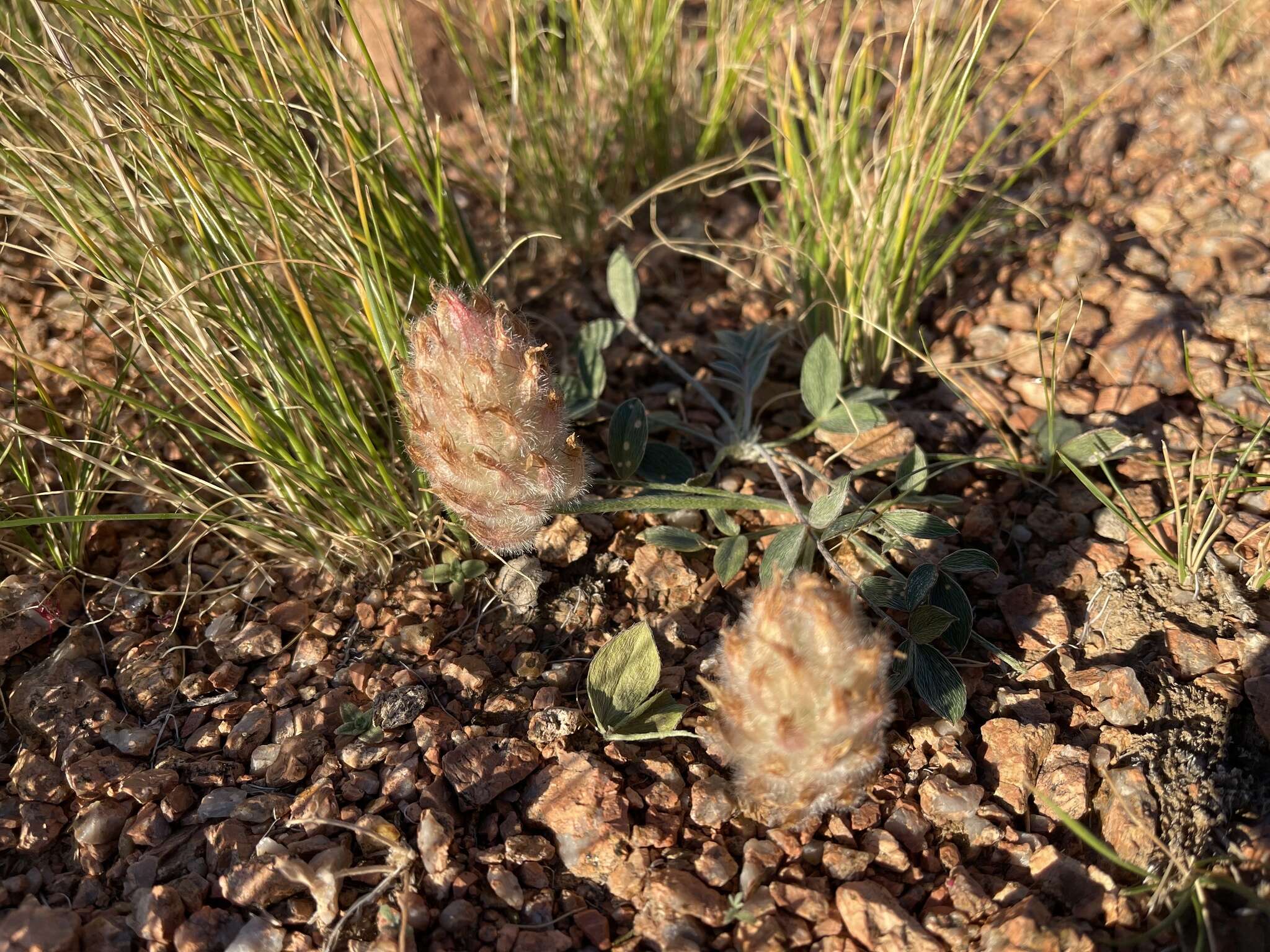 Plancia ëd Astragalus laguroides Pall.