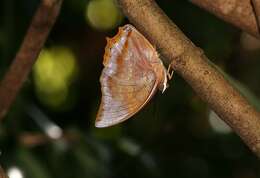 Image of Charaxes marmax Westwood 1848