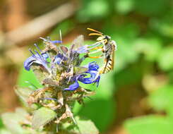 Image of Nomada sexfasciata Panzer 1799