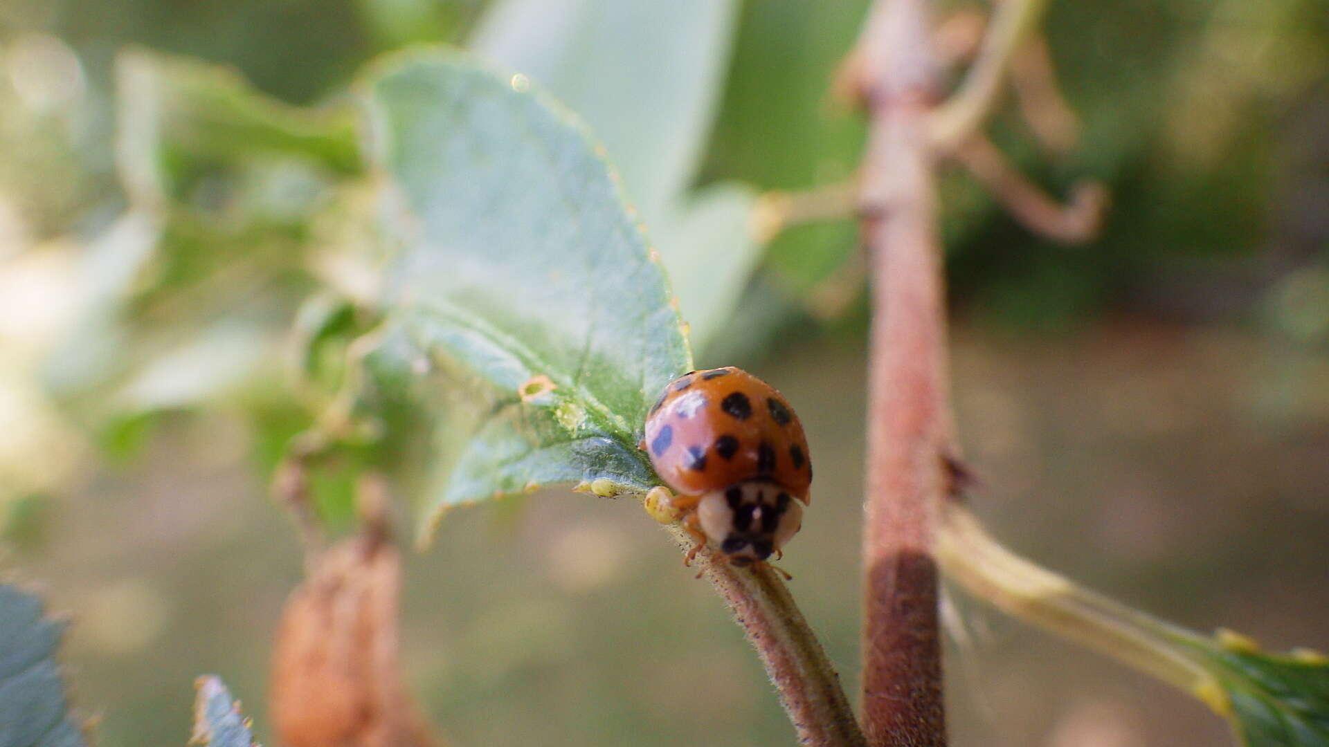 Image of Harlequin Ladybird