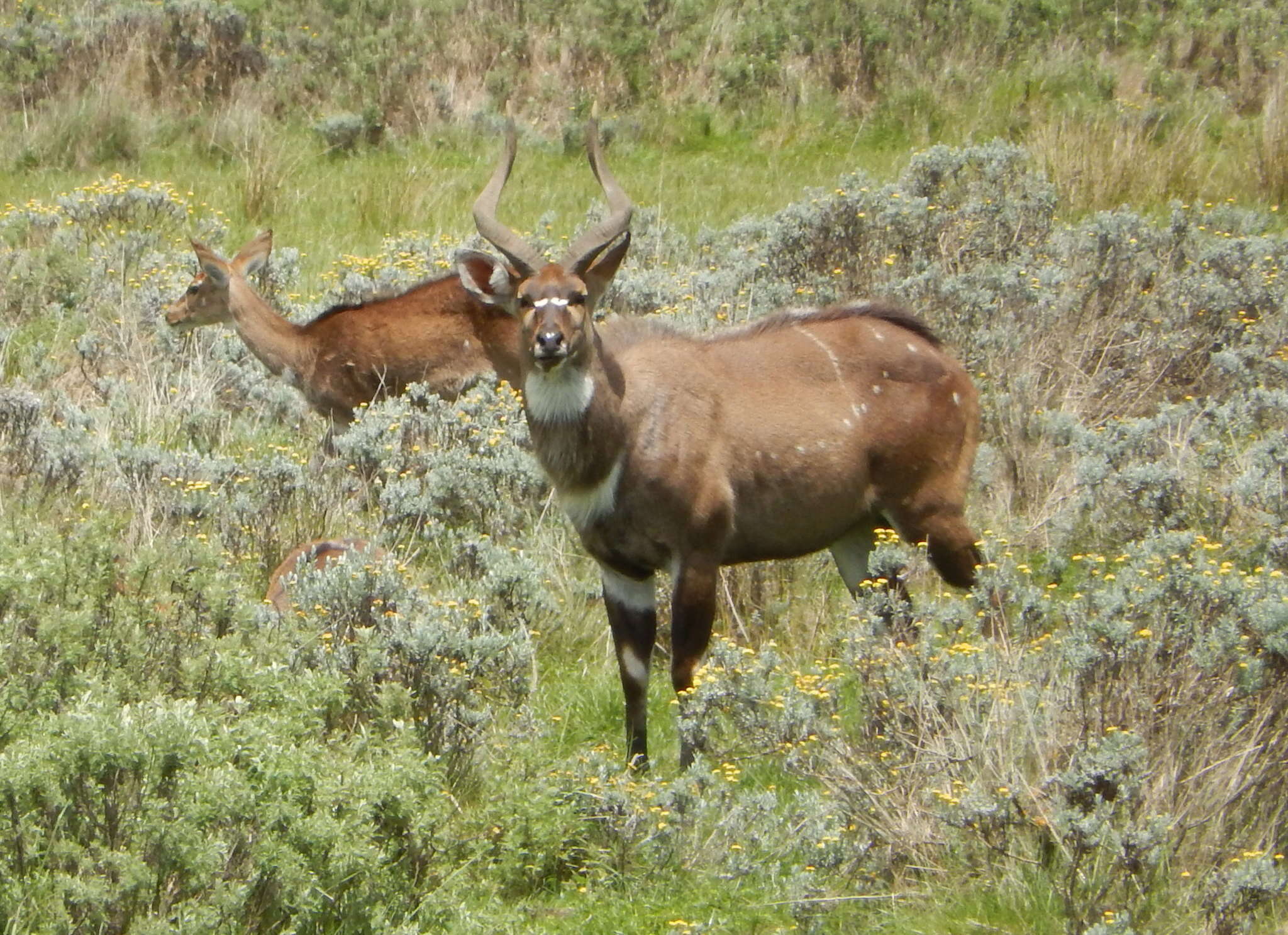 Image of Mountain nyala