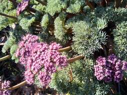 Imagem de Lomatium columbianum Mathias & Constance