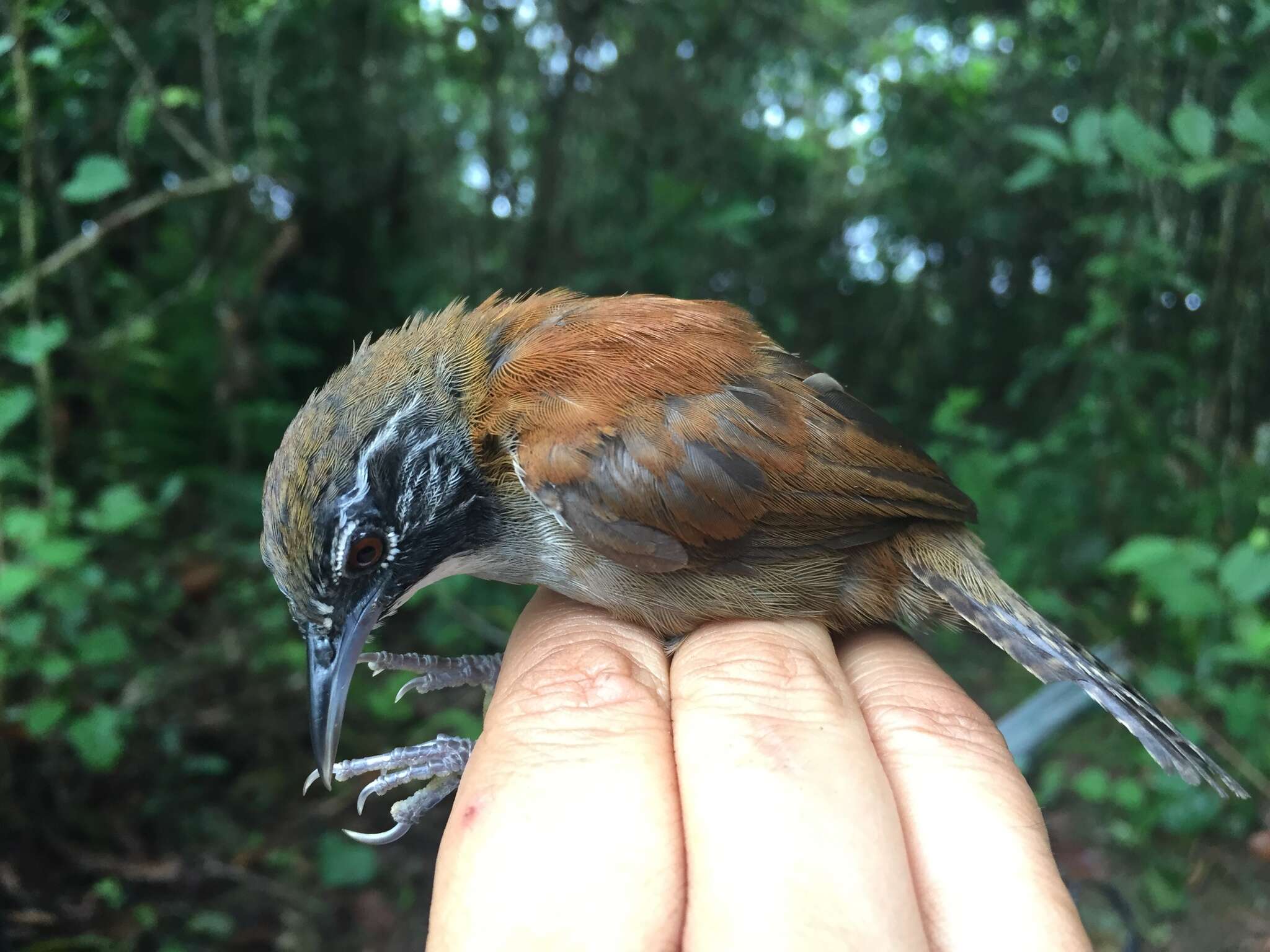 Image of Coraya Wren